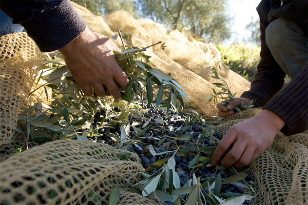 Raccolta delle olive